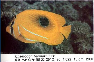 Chaetodon bennetti